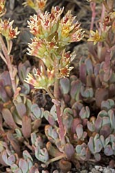 sedum obtusatum thumbnail graphic